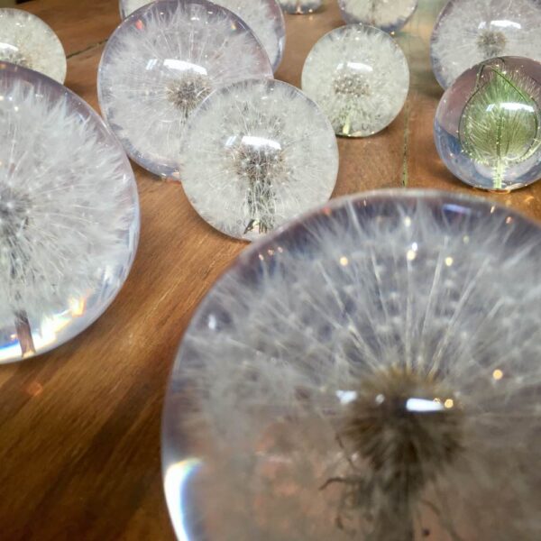 Dandelion paperweight. Hafod Grandge.